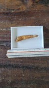 Pterosauro