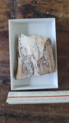 Mammuthus primigenius