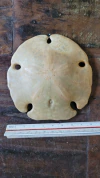 Millitella californiacus