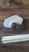 Gerastos tuberculatus