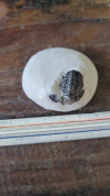 Gerastos tuberculatus
