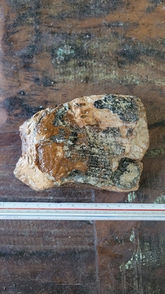 Dente de mamute