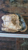 Dente de mamute