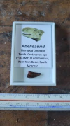 Abelisaurid