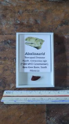 Abelisaurid
