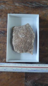 Saltasaurus loricatus