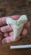 Otodus obliquus GG