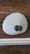 Gerastos granulosus
