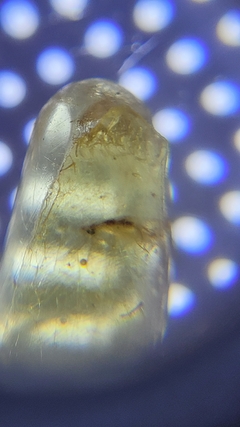 Copal com insetos - comprar online