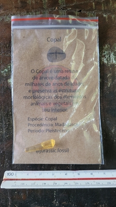 Copal com insetos - Jurassic Fossil