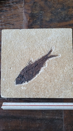 Diplomystus