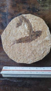 Knightia alta
