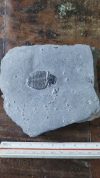 Elrathia kingii