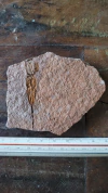 Ascocystites sp