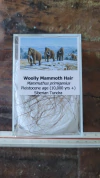 Mammuthus primigenius