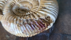 Perisphinctes na internet