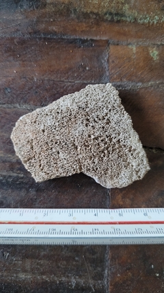 Saltasaurus loricatus