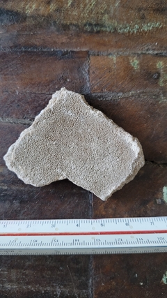 Saltasaurus loricatus - comprar online