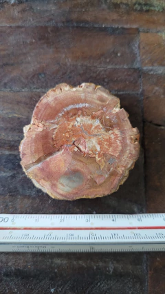 Madeira petrificada - comprar online