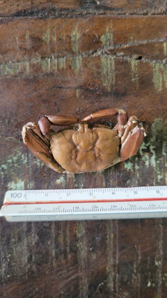 Macrophtalmus sp