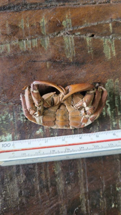 Macrophtalmus sp - comprar online