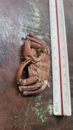 Macrophtalmus sp na internet