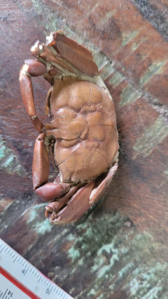 Macrophtalmus sp - Jurassic Fossil