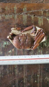 Macrophtalmus sp