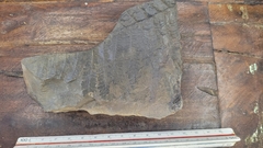 Pecopteris