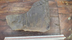 Pecopteris