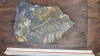 Alethopteris