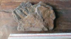 Pecopteris