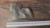 Pecopteris