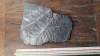 Alethopteris