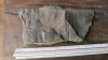 Pecopteris