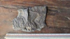 Pecopteris