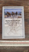 Mammuthus primigenius