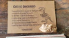 Osso de Dinossauro