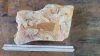 Glossopteris