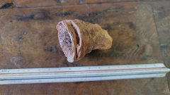 Heliophyllum