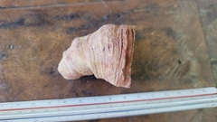 Heliophyllum na internet