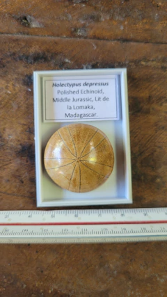 Holectypus depressus