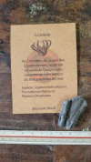 Crinoide