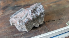 Crinoide na internet