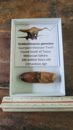 Rebbachisaurus garasbae - comprar online