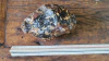 Âmbar de Sumatra - comprar online