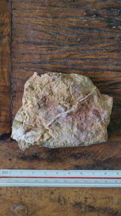 Crinoide na internet