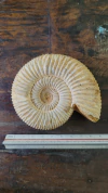 Dichotomosphinctes Antecedens - comprar online
