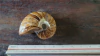 Nautilus - comprar online