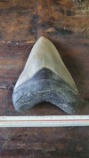 Megalodon - comprar online